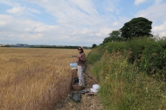 Painting Barley & Sky 2018